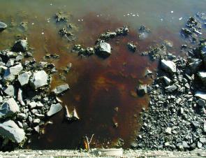 One of the culprits: Iron sulfide-rich ‘black water’ seeps from the base of a floodgate.